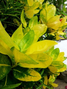 yellow-leaves