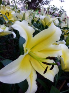 lily-yellow