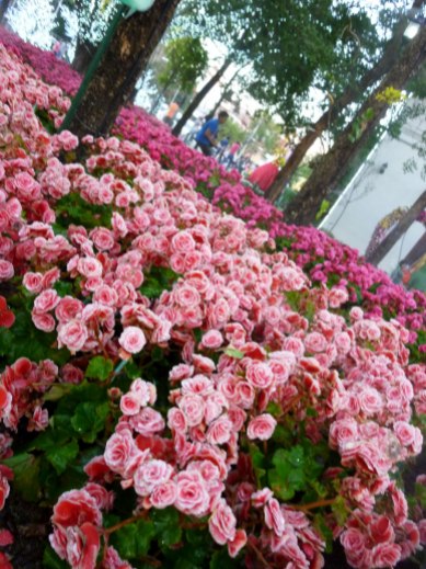 Chiang Rai flowers